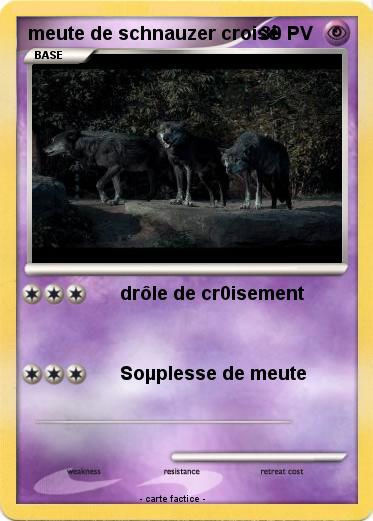Pokemon meute de schnauzer croisé