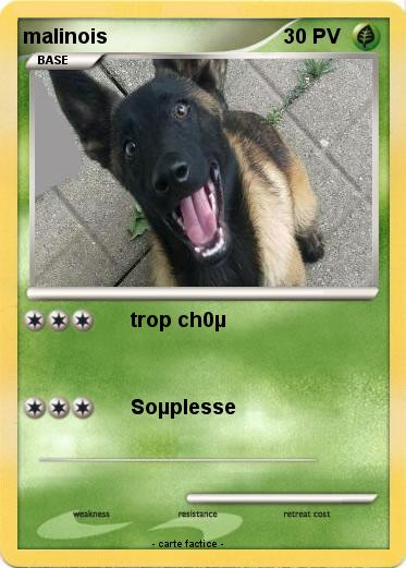 Pokemon malinois
