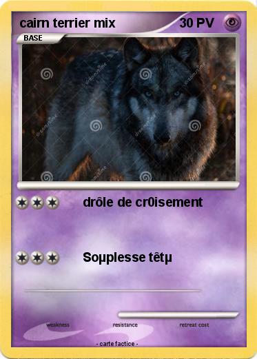 Pokemon cairn terrier mix