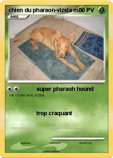 Pokemon chien du pharaon-vizsla mix
