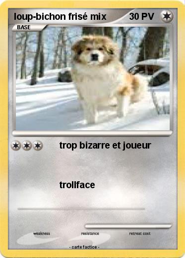 Pokemon loup-bichon frisé mix