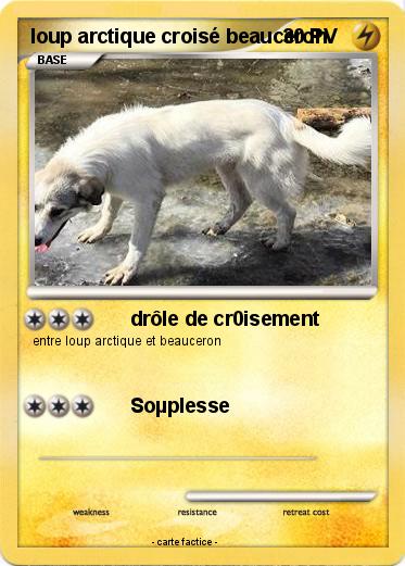 Pokemon loup arctique croisé beauceron