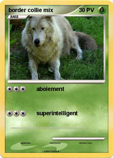 Pokemon border collie mix