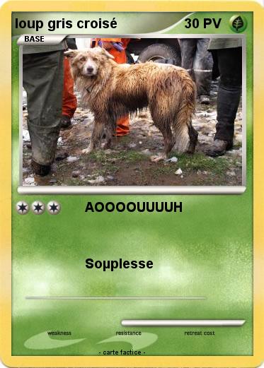 Pokemon loup gris croisé