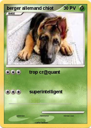 Pokemon berger allemand chiot