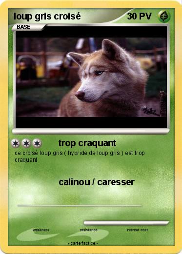 Pokemon loup gris croisé