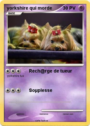 Pokemon yorkshire qui morde