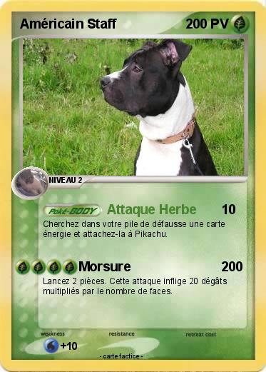 Pokemon Américain Staff