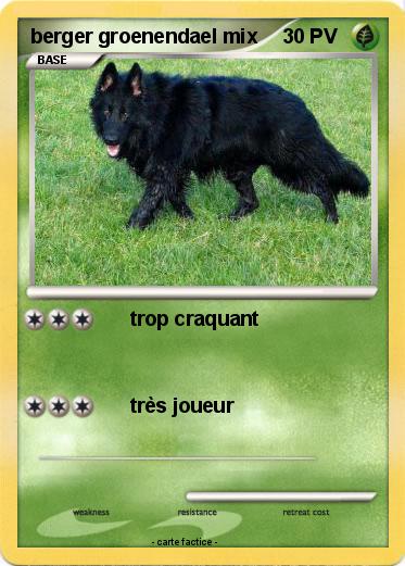 Pokemon berger groenendael mix