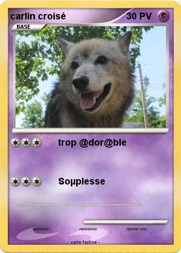 Pokemon carlin croisé