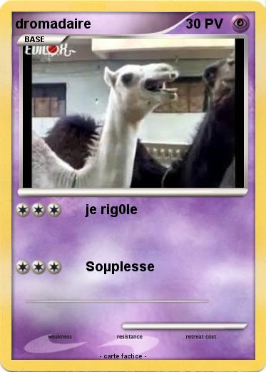 Pokemon dromadaire