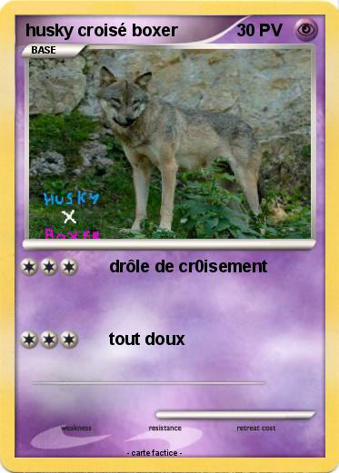 Pokemon husky croisé boxer