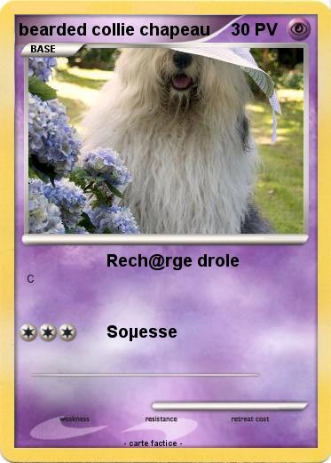 Pokemon bearded collie chapeau