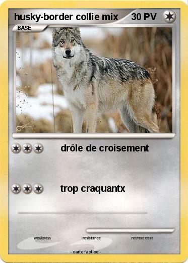 Pokemon husky-border collie mix
