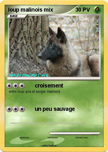 Pokemon loup malinois mix