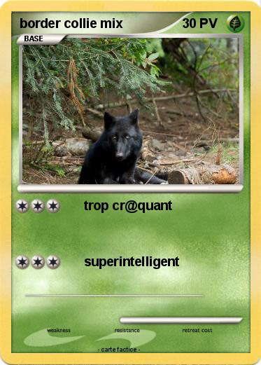 Pokemon border collie mix