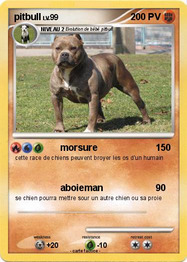 Pokemon pitbull