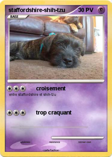 Pokemon staffordshire-shih-tzu