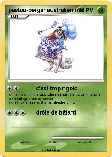 Pokemon pastou-berger australien mix