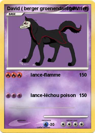 Pokemon David ( berger groenendael guerrier)