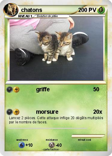 Pokemon chatons