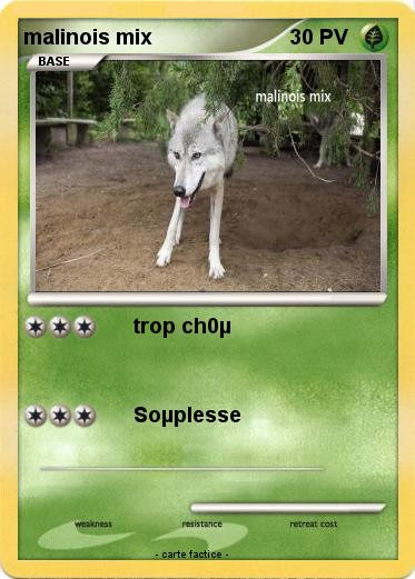 Pokemon malinois mix