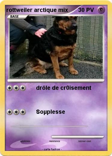 Pokemon rottweiler arctique mix