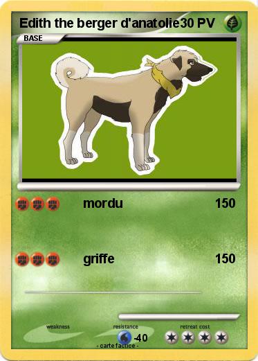 Pokemon Edith the berger d'anatolie