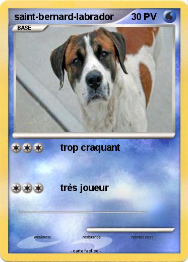 Pokemon saint-bernard-labrador