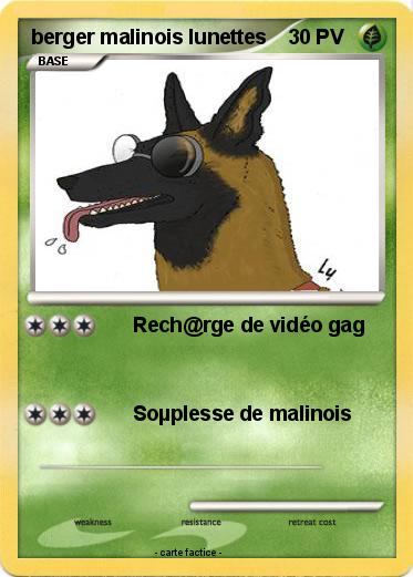 Pokemon berger malinois lunettes