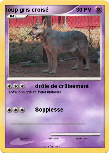 Pokemon loup gris croisé