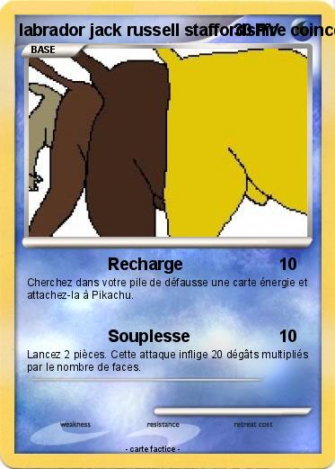 Pokemon labrador jack russell staffordshire coincé @