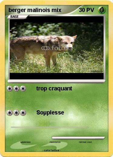Pokemon berger malinois mix