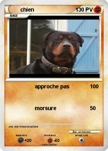 Pokemon chien