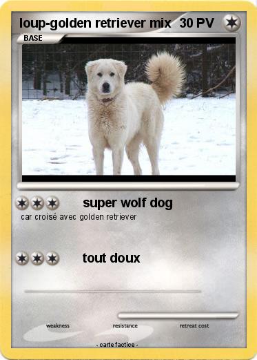 Pokemon loup-golden retriever mix