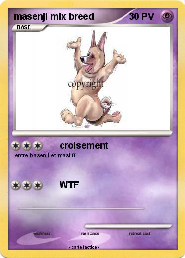 Pokemon masenji mix breed