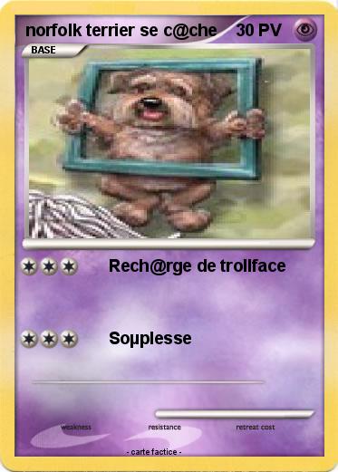 Pokemon norfolk terrier se c@che