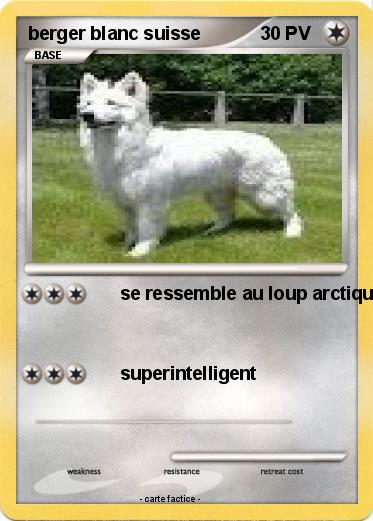 Pokemon berger blanc suisse