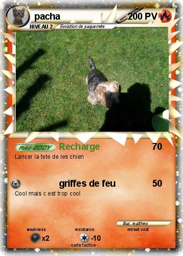 Pokemon pacha