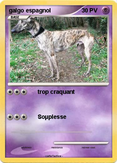 Pokemon galgo espagnol