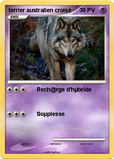 Pokemon terrier australien croisé