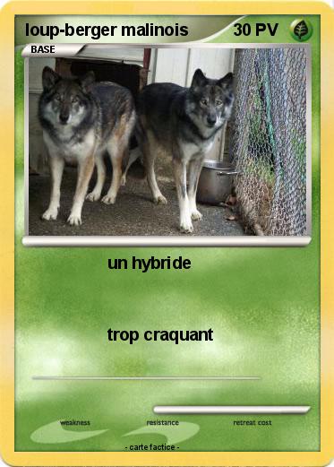 Pokemon loup-berger malinois