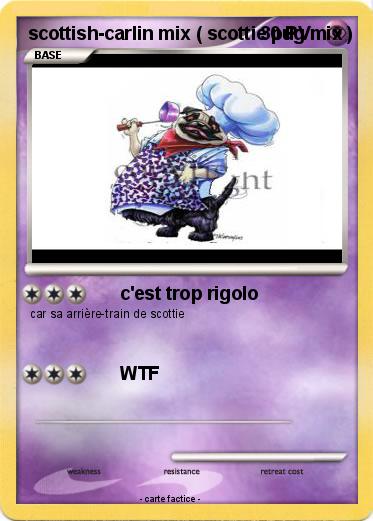 Pokemon scottish-carlin mix ( scottie pug mix )