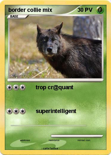 Pokemon border collie mix