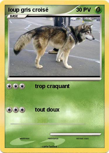Pokemon loup gris croisé