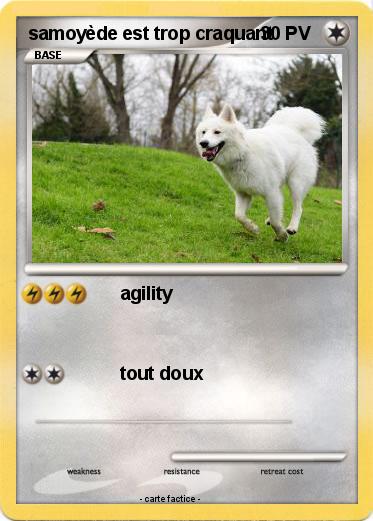 Pokemon samoyède est trop craquant