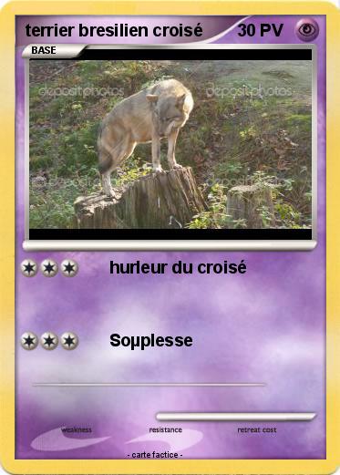 Pokemon terrier bresilien croisé