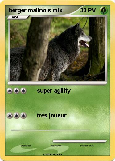 Pokemon berger malinois mix