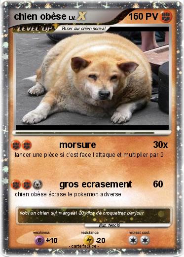 Pokemon chien obèse