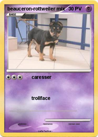 Pokemon beauceron-rottweiler mix